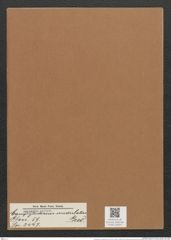 Campylodiscus undulatus Grev. (de-Toni-Nr.: Genus 57, Species 2447) Zeichnungen Sammlung Grunow Mappe 02624 (Herbarium_W_Grunow_drawings_Folder_02624)
